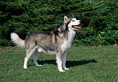 DOG 01 FA0090 01
Alaskan Malamute Standing On Grass By Trees