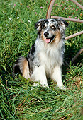 DOG 01 FA0096 01
Australian Shepherd Sitting In Grass By Wooden Wheel