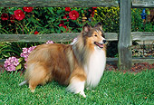 DOG 01 FA0102 01
Shetland Sheepdog Standing On Lawn By Wooden Fence And Garden