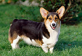 DOG 01 GL0002 01
Welsh Corgi Standing On Lawn