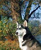 DOG 01 GL0007 01
Portrait Of Siberian Husky Sitting By Pond