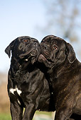DOG 01 GL0008 01
Portrait Of Two Cane Corsos Kissing