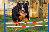 DOG 01 IC0005 01
Bernese Mountain Dog Running Agility Course