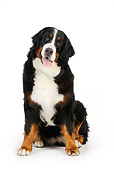 DOG 01 JD0003 01
Bernese Mountain Dog Sitting On White Seamless