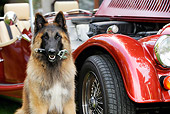 DOG 01 JD0007 01
Belgian Shepherd Sitting By Car Holding Wrench In Mouth