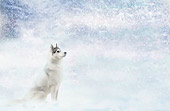 DOG 01 JE0001 01
Siberian Husky Sitting In Snowstorm
