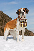 DOG 01 JE0003 01
Saint Bernard Standing In Snow By Mountains