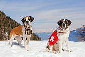 DOG 01 JE0004 01
Saint Bernards Standing And Sitting In Snow By Mountains