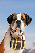 DOG 01 JE0005 01
Head Shot Of Saint Bernard Sitting