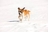 DOG 01 JE0008 01
Saint Bernard Running In Snow