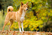 DOG 01 JE0017 01
Canaan Dog Standing On Fallen Leaves