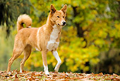 DOG 01 JE0018 01
Canaan Dog Walking On Fallen Leaves