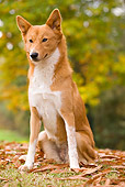 DOG 01 JE0019 01
Canaan Dog Sitting On Fallen Leaves