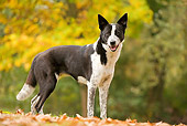 DOG 01 JE0020 01
Canaan Dog Standing On Fallen Leaves