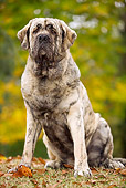 DOG 01 JE0026 01
Spanish Mastiff Sitting On Fallen Leaves