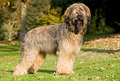 DOG 01 JE0027 01
Briard Standing On Grass And Fallen Leaves