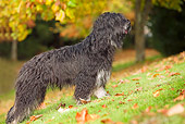 DOG 01 JE0028 01
Portuguese Sheepdog Standing On Grass And Fallen Leaves