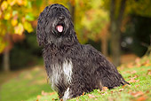 DOG 01 JE0029 01
Portuguese Sheepdog Sitting On Grass And Fallen Leaves
