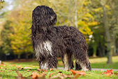 DOG 01 JE0030 01
Portuguese Sheepdog Standing On Grass And Fallen Leaves