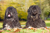 DOG 01 JE0031 01
Two Portuguese Sheepdogs Laying On Grass And Fallen Leaves