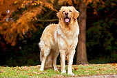 DOG 01 JE0032 01
Hovawart Standing On Grass And Fallen Leaves