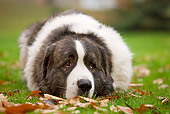 DOG 01 JE0035 01
Pyrenean Mastiff Laying On Grass And Fallen Leaves