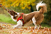 DOG 01 JE0036 01
Border Collie Playing Tug Of War On Grass And Fallen Leaves