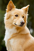 DOG 01 JE0037 01
Head Shot Of Canaan Dog Sitting