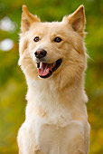 DOG 01 JE0038 01
Head Shot Of Canaan Dog Sitting