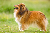 DOG 01 JE0039 01
Shetland Sheepdog Standing On Grass