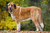 DOG 01 JE0040 01
Spanish Mastiff Standing On Grass And Fallen Leaves