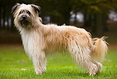 DOG 01 JE0041 01
Pyrenean Shepherd Standing On Grass