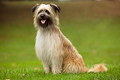 DOG 01 JE0042 01
Pyrenean Shepherd Sitting On Grass