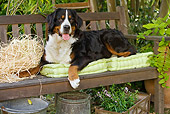 DOG 01 JE0051 01
Bernese Mountain Dog Laying On Bench With Cushions, Buckets And Planter With Pink Flowers