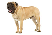 DOG 01 JE0052 01
Bullmastiff Standing On White Seamless Yawning