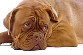 DOG 01 JE0053 01
Close-Up Of Brown Mastiff Laying On White Seamless
