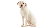 DOG 01 JE0054 01
White Argentinian Mastiff Sitting On White Seamless