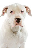 DOG 01 JE0055 01
Close-Up Of White Argentinian Mastiff Sitting On White Seamless