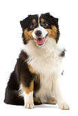 DOG 01 JE0057 01
Australian Shepherd Sitting On White Seamless