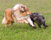 DOG 01 JE0058 01
Collie And Scottish Deerhound Fighting On Grass