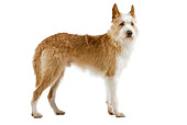 DOG 01 JE0059 01
Portuguese Podengo Standing On White Seamless Profile