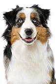 DOG 01 JE0062 01
Head Shot Of Australian Shepherd On White Seamless