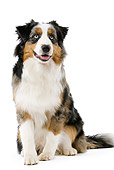 DOG 01 JE0064 01
Australian Shepherd Sitting On White Seamless