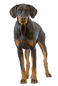 DOG 01 JE0065 01
Doberman Pinscher Standing On White Seamless