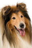 DOG 01 JE0067 01
Head Shot Of Collie On White Seamless