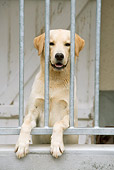 DOG 01 JE0068 01
Yellow Labrador Retriever Leaning On Railing