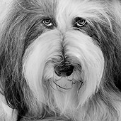 DOG 01 JE0071 01
Head Shot Of Bearded Collie