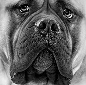 DOG 01 JE0072 01
Head Shot Of Bullmastiff