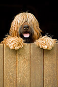 DOG 01 JE0073 01
Briard Standing On Hind Legs Looking Over Fence