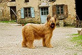 DOG 01 JE0074 01
Briard Standing By Old Building On Farm